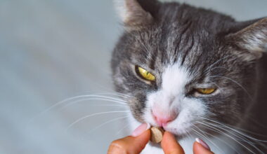 Santé. L'Anses alerte sur les antiparasitaires après l'intoxication de 82 chats