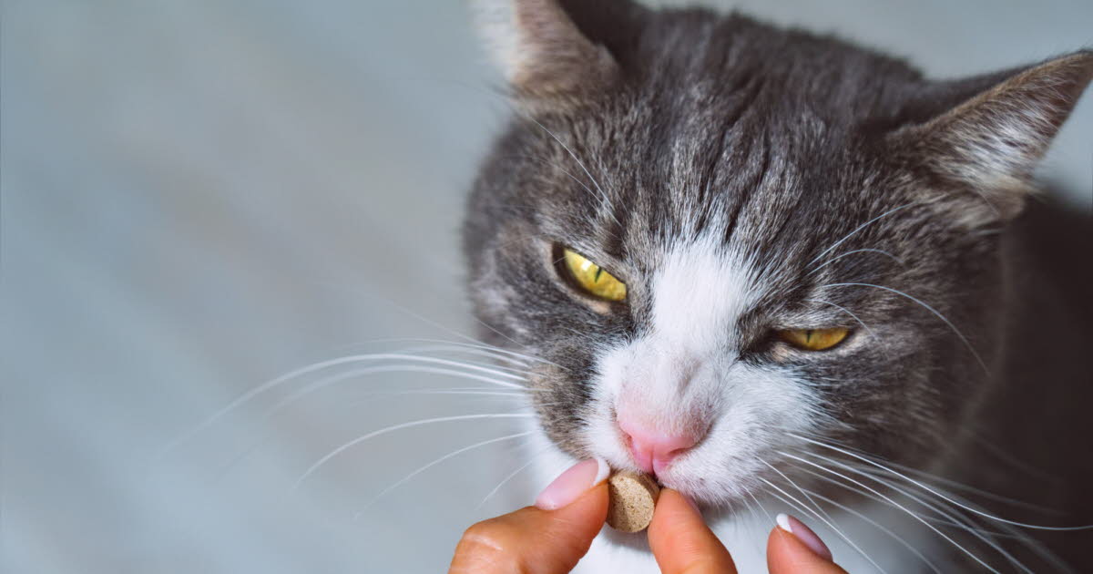 Santé. L'Anses alerte sur les antiparasitaires après l'intoxication de 82 chats
