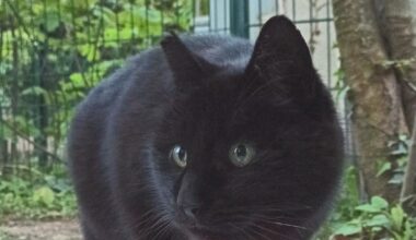 des chats attaqués par un chien près de l'école