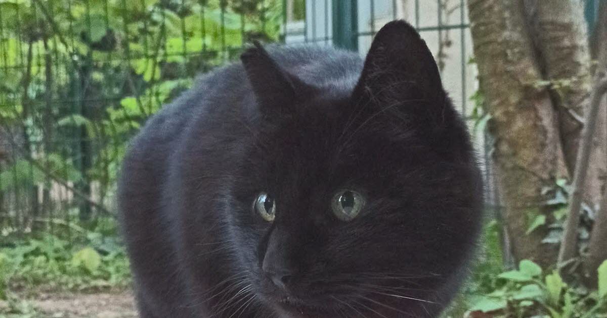 des chats attaqués par un chien près de l'école