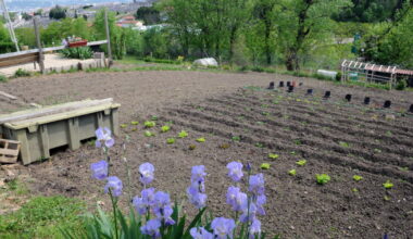 Saint-Etienne. Les jardins familiaux, c’est l’équivalent de 134 pelouses de Geoffroy-Guichard