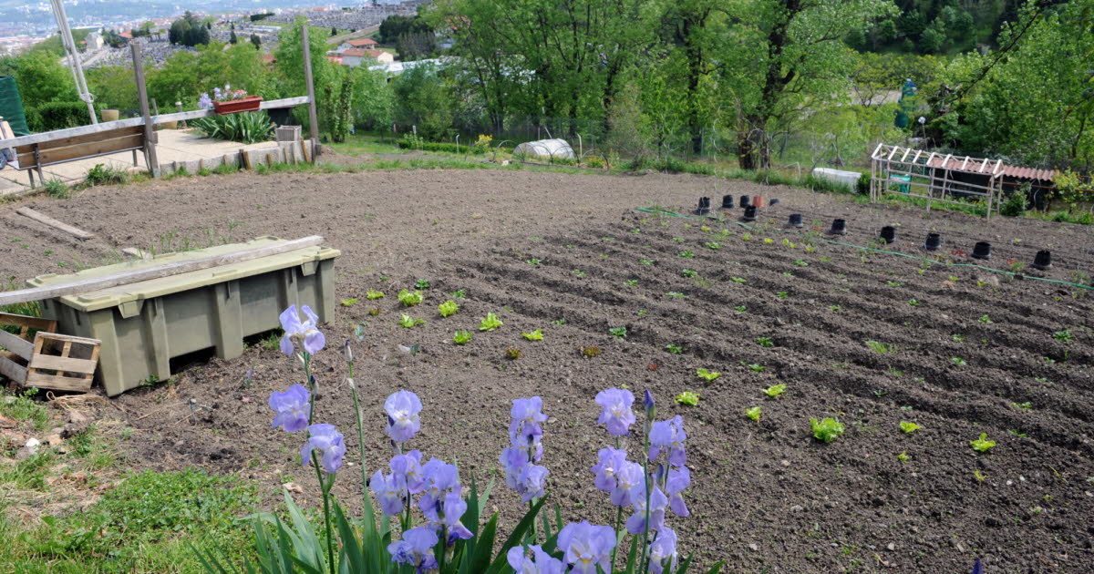 Saint-Etienne. Les jardins familiaux, c’est l’équivalent de 134 pelouses de Geoffroy-Guichard