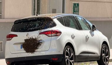 à Lyon, un essaim accroché à une voiture surprend une famille