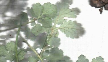 Exposition photographique Mauvais Plants