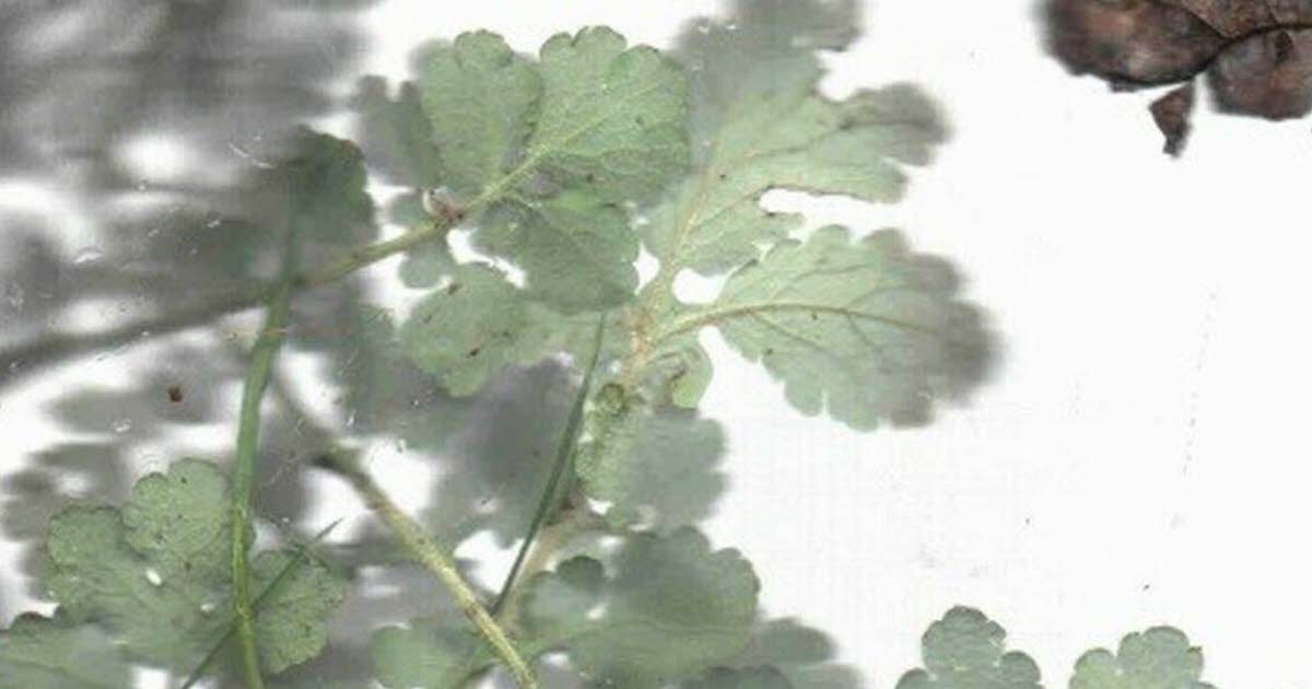Exposition photographique Mauvais Plants