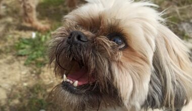 Lyon. Une violente averse de grêle fait fuir une petite chienne, retrouvée saine et sauve le lendemain