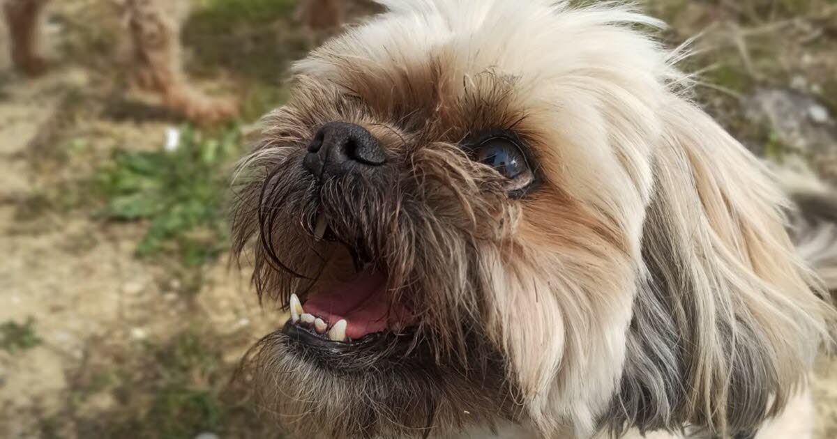 Lyon. Une violente averse de grêle fait fuir une petite chienne, retrouvée saine et sauve le lendemain