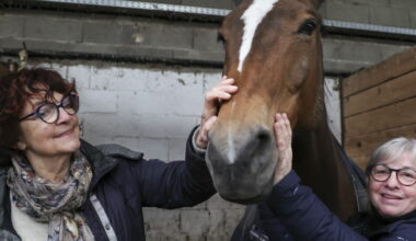 La Wantzenau. Depuis 28 ans, cette association sauve de l'abattoir les chevaux âgés ou blessés du Waldhof