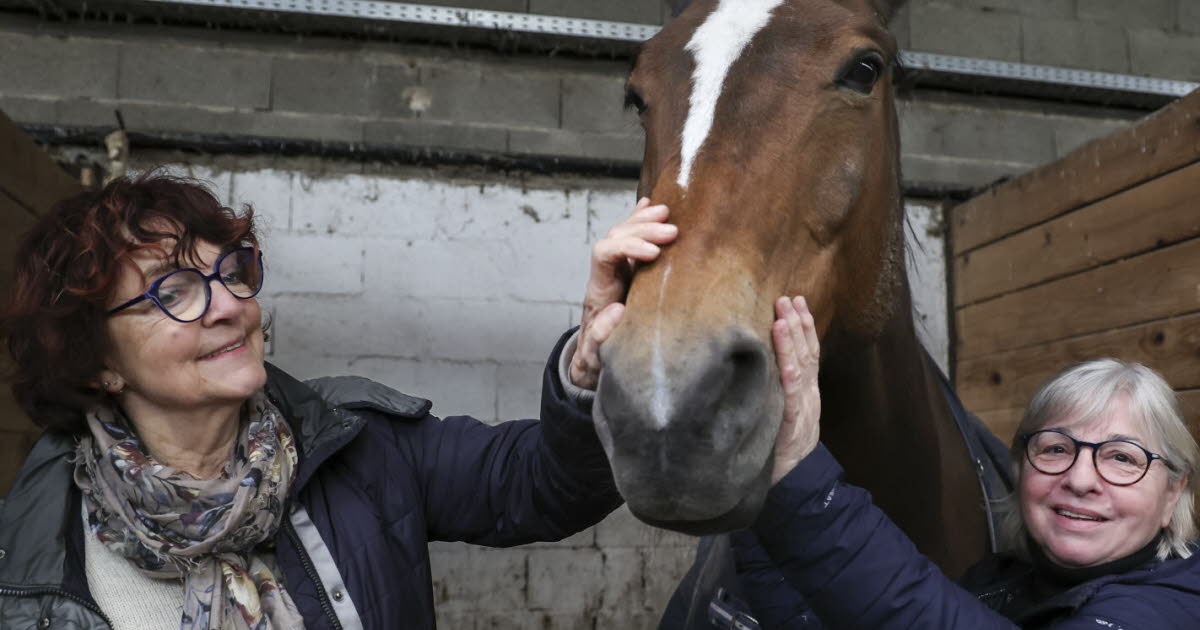 La Wantzenau. Depuis 28 ans, cette association sauve de l'abattoir les chevaux âgés ou blessés du Waldhof