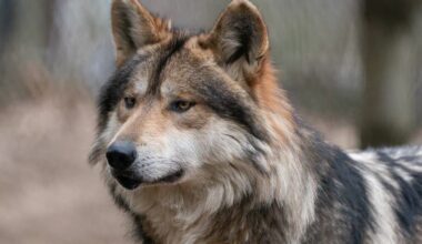 Environnement. Le Parlement européen valide la baisse de protection du loup