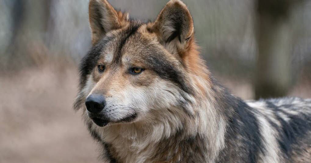 Environnement. Le Parlement européen valide la baisse de protection du loup