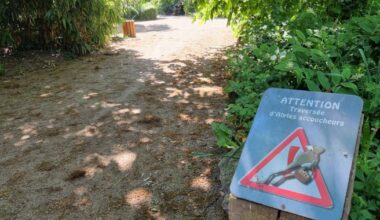 Nancy. Le point sur… Les crapauds accoucheurs du parc Sainte-Marie