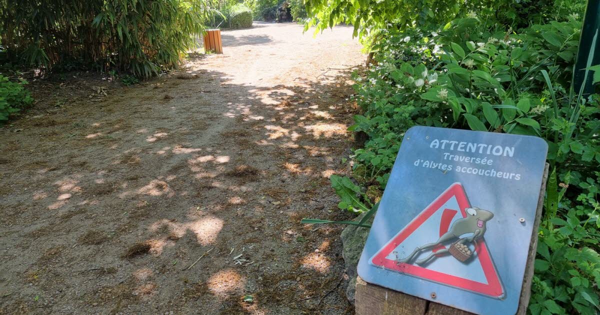 Nancy. Le point sur… Les crapauds accoucheurs du parc Sainte-Marie