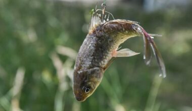 Animaux. Decathlon Échirolles retire les poissons vivants de ses rayons, PAZ salue « une grande victoire »