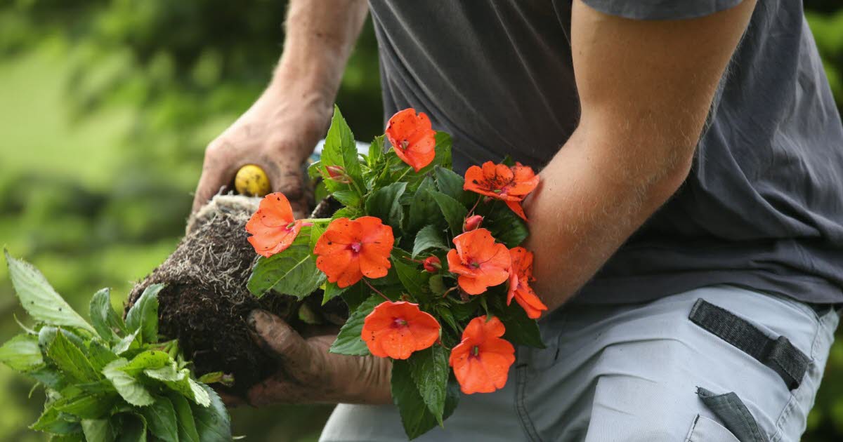 Villers-lès-Nancy. Devenez bénévole au jardin botanique