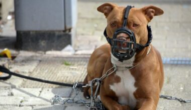 deux attaques de pitbulls en deux jours dans la banlieue de Lyon