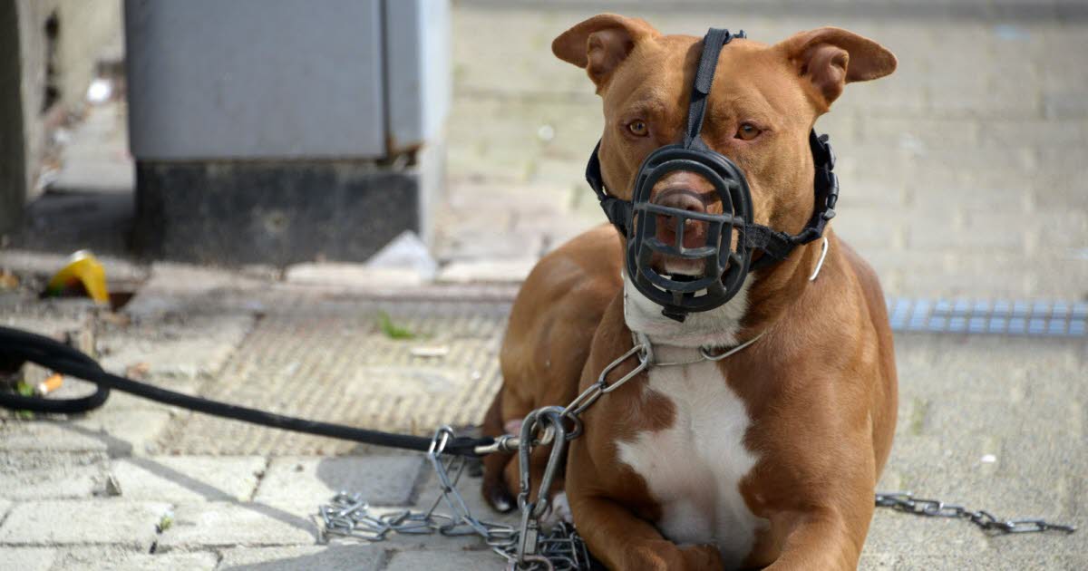 deux attaques de pitbulls en deux jours dans la banlieue de Lyon