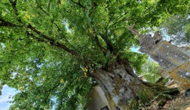 Le « savez-vous » du jour. Savez-vous où se trouverait le plus vieil arbre de Meurthe-et-Moselle ?