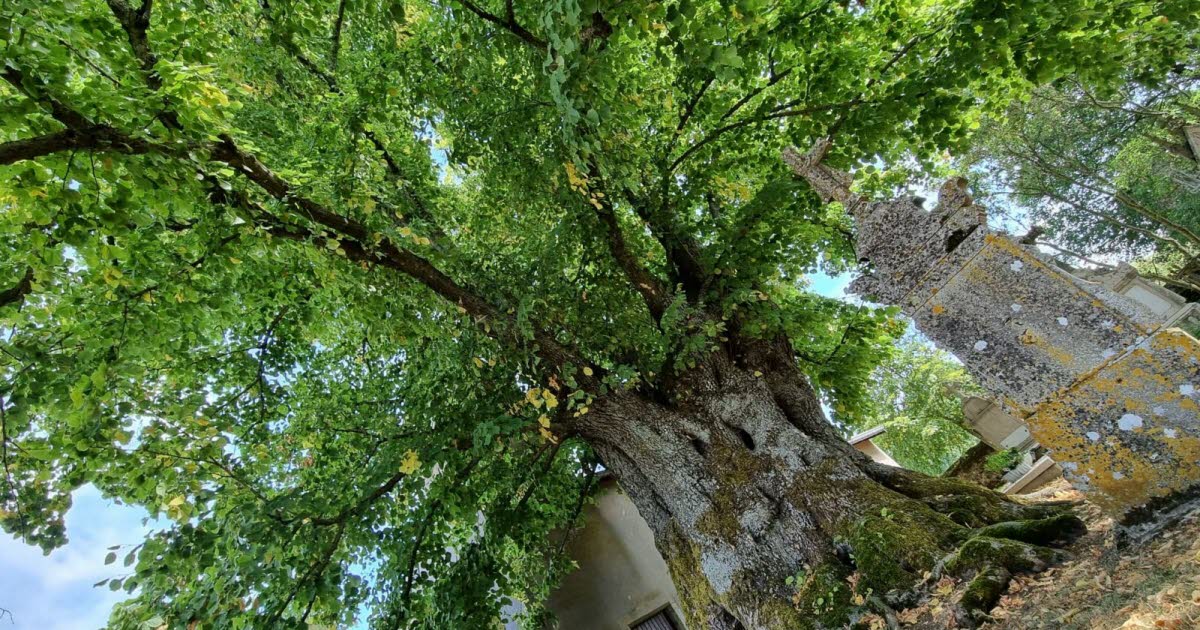 Le « savez-vous » du jour. Savez-vous où se trouverait le plus vieil arbre de Meurthe-et-Moselle ?