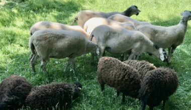 Grenoble. Les 48h de l’Agriculture urbaine se sont invitées près des stands de la biennale