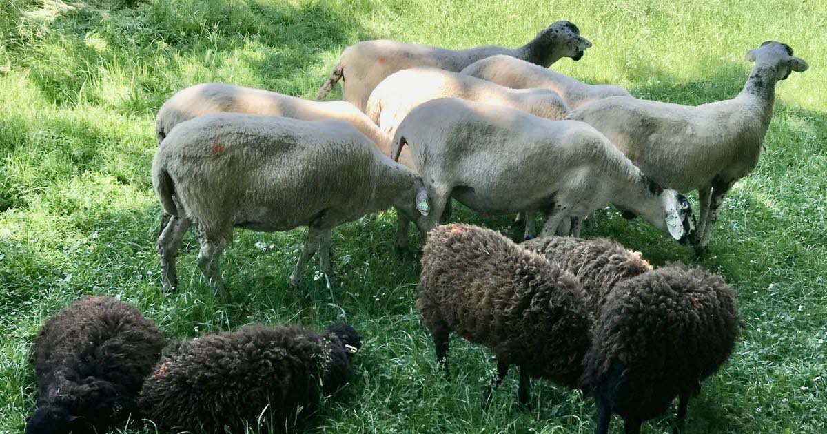 Grenoble. Les 48h de l’Agriculture urbaine se sont invitées près des stands de la biennale