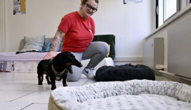 les chiens à la crèche au lieu de rester seuls à la maison…