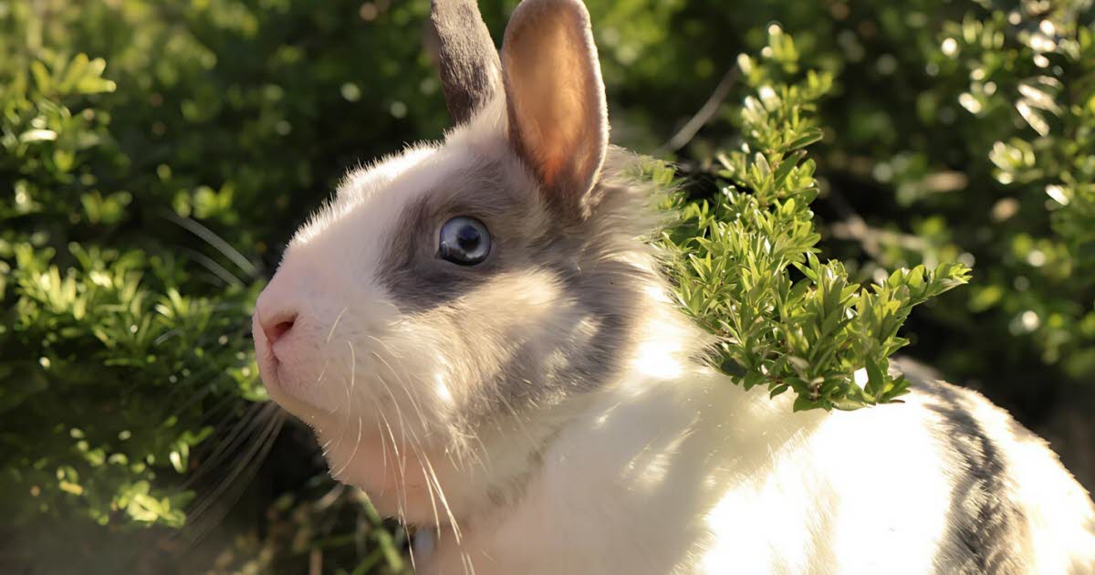 qui pour accueillir la lapine Perlimpinpine ?