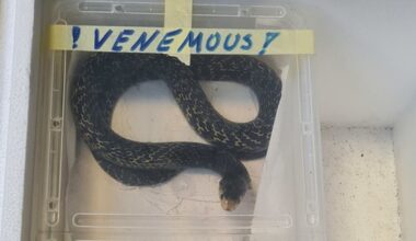 Allemagne. Une cinquantaine de serpents et batraciens venimeux découverts par la police du Bade-Wurtemberg
