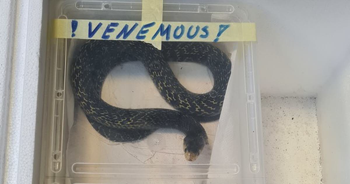 Allemagne. Une cinquantaine de serpents et batraciens venimeux découverts par la police du Bade-Wurtemberg