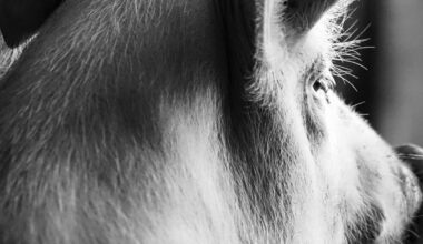 Édition. Le photographe alsacien Michel Friz consacre un livre au cochon, son « animal totem »
