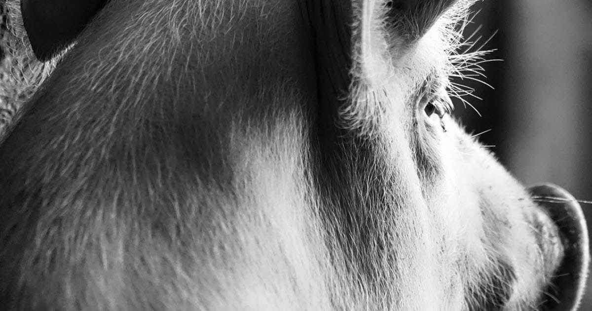 Édition. Le photographe alsacien Michel Friz consacre un livre au cochon, son « animal totem »