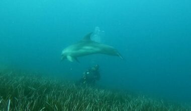 En quête de demain | Alpes-Maritimes. Une aire marine protégée au bord de la ville de Nice, pour protéger quoi?
