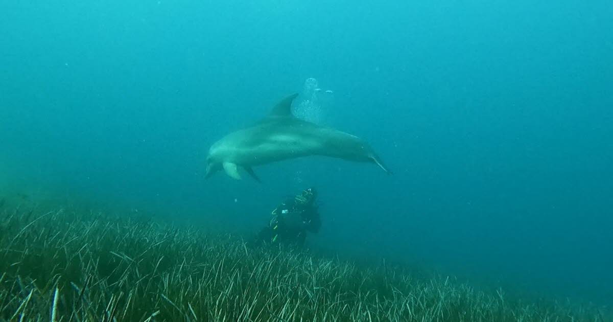 En quête de demain | Alpes-Maritimes. Une aire marine protégée au bord de la ville de Nice, pour protéger quoi?