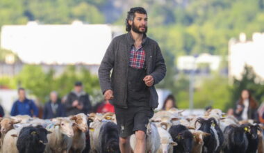 Isère. Plus de 300 brebis et 200 agneaux traverseront Grenoble et sa métropole du 29 mai au 4 juin