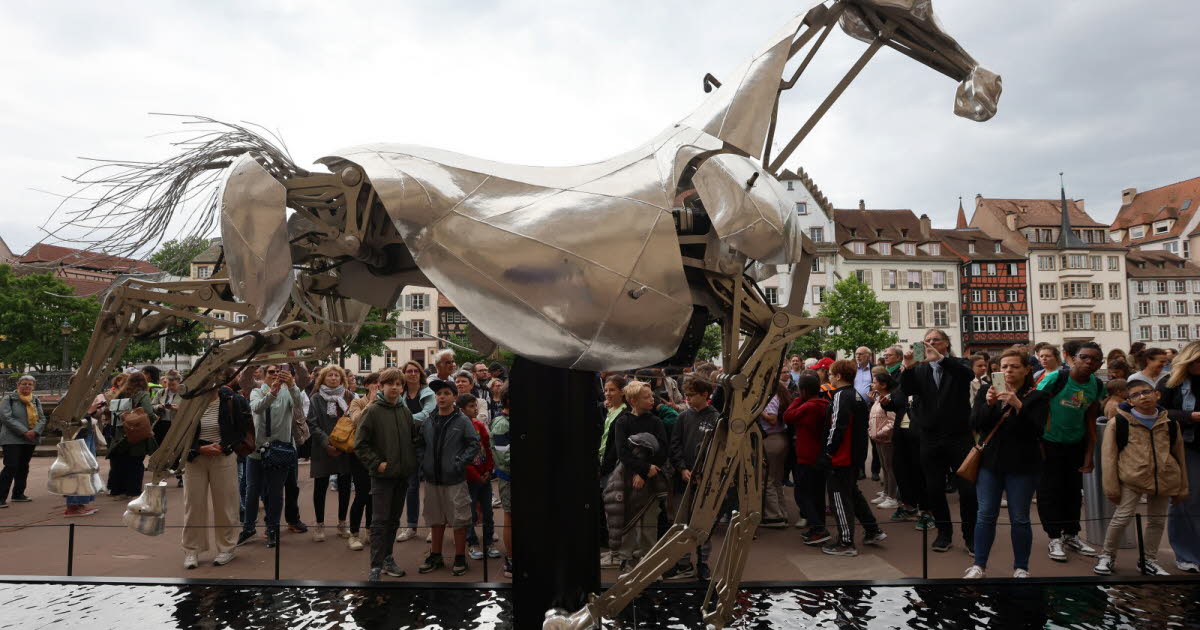 Strasbourg. Zeus, le mythique destrier des JO de Paris 2024, galope devant le palais Rohan