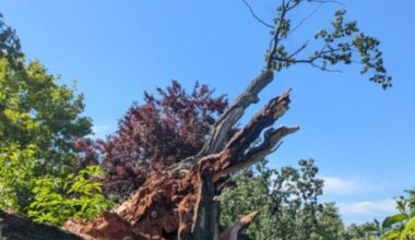Isère. Un chêne centenaire s’est cassé en deux dans un parc d'Échirolles