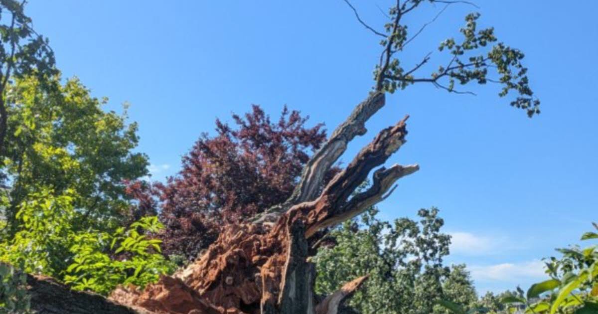 Isère. Un chêne centenaire s’est cassé en deux dans un parc d'Échirolles