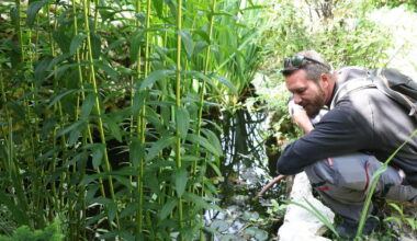 le moustique tigre de retour, comment tenter de s’en débarrasser