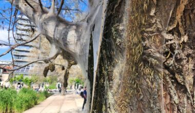 à Paris, le parc Martin-Luther-King envahi par des colonies de chenilles d'hyponomeute
