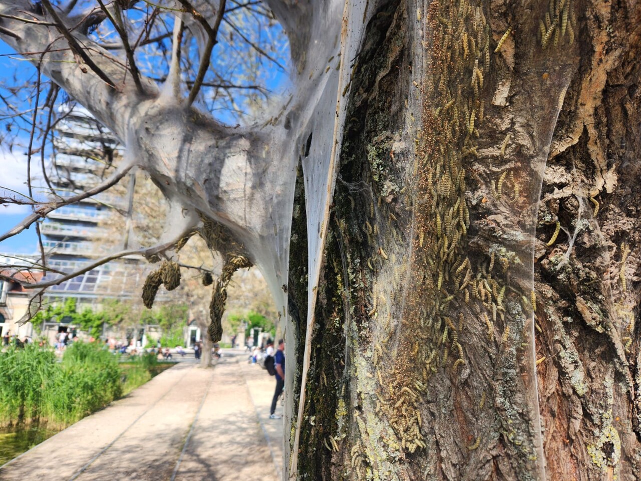 à Paris, le parc Martin-Luther-King envahi par des colonies de chenilles d'hyponomeute
