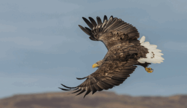 un chasseur condamné pour avoir tué un rapace protégé