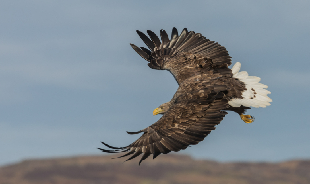 un chasseur condamné pour avoir tué un rapace protégé