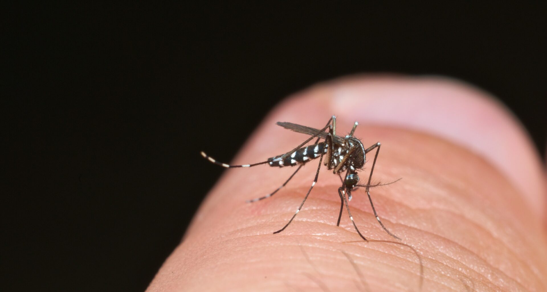 Tiger Mosquito (aedes Albopictus)