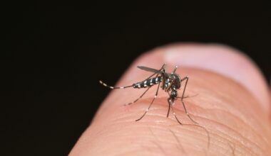 Tiger Mosquito (aedes Albopictus)