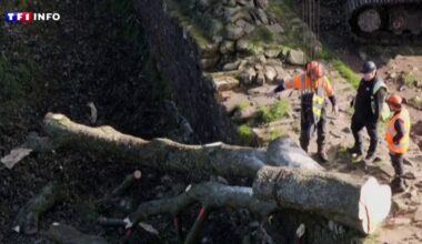Royaume-Uni : deux hommes condamnés pour avoir avoir abattu un arbre emblématique