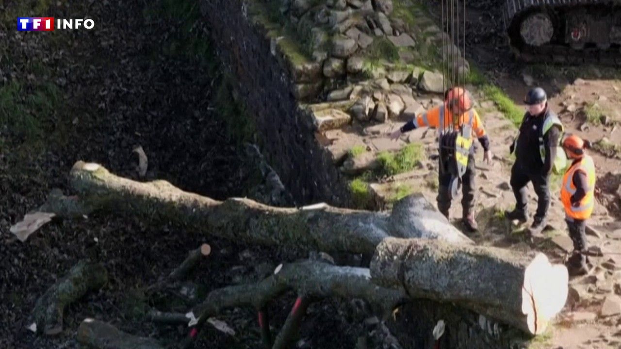 Royaume-Uni : deux hommes condamnés pour avoir avoir abattu un arbre emblématique
