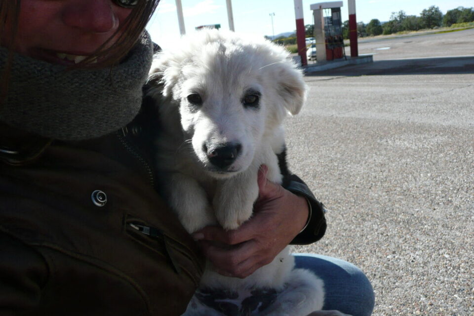 Carole a trouvé cette petite chienne sur une station en territoire Navajo, situé entre l'Arizona, l'Utah et le Nouveau-Mexique. Elle l'a baptisé Cheyenne. Johnny l'a adopté
