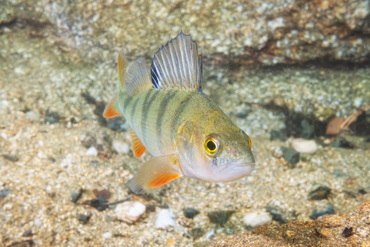 Un pêcheur frôle le record de France de la plus grosse perche lors d'une sortie de pêche