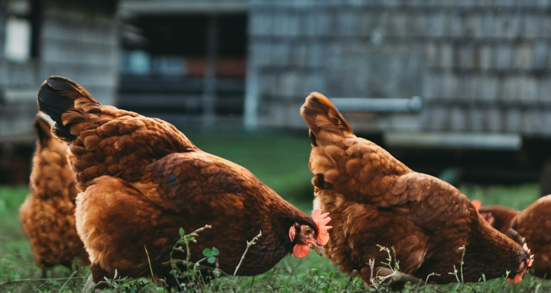 L’ARS recommande d'éviter de construire un poulailler à partir de matériaux recyclés et de nourrir les poules dans une mangeoire