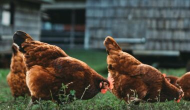 L’ARS recommande d'éviter de construire un poulailler à partir de matériaux recyclés et de nourrir les poules dans une mangeoire